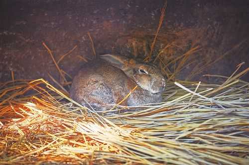兔子怎么过冬眠（兔子怎样过冬眠?）