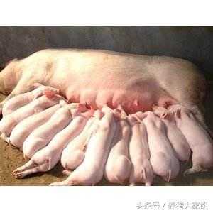 怀孕母猪怎么看胎动（母猪怀孕怎样看出怀了多少个仔）