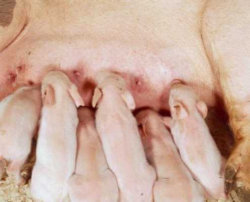 初产母猪无奶怎么办（初产母猪产后没有奶水的最佳治疗方法）