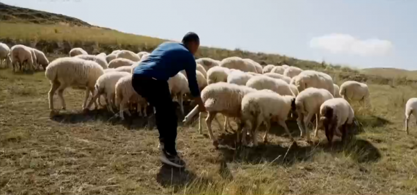 外地人怎么去内蒙古养羊（外地人能去内蒙放羊吗）