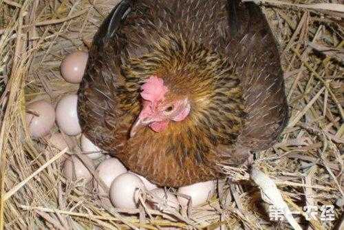 鸡孵蛋在鸡群中怎么办（鸡子孵蛋）