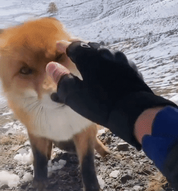 狐狸自咬症怎么治疗（狐狸咬自己的爪子）
