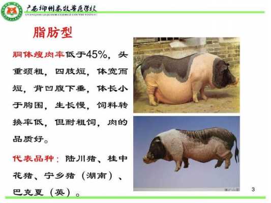 猪的品种怎么区分图片（猪的品种及品种选择）