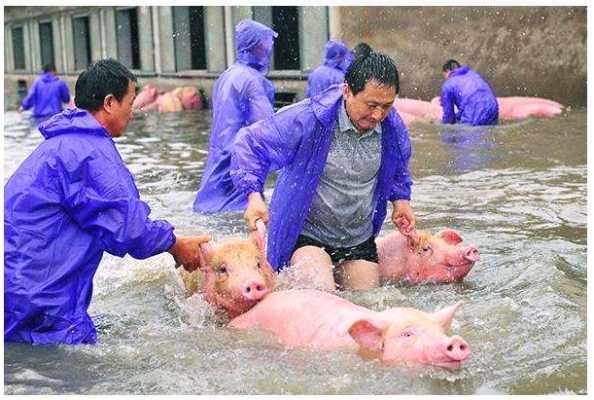 猪被水浸过怎么办（猪被水冲走图片）