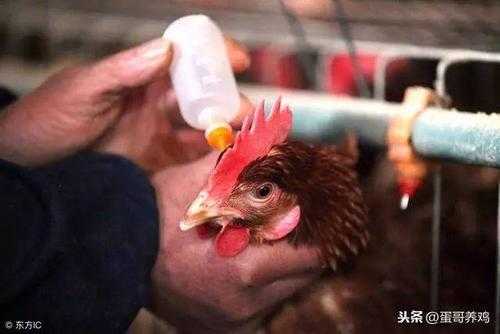 蛋鸡传喉疫苗怎么做（鸡传喉疫苗对人有危害吗）