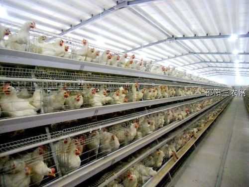 蛋鸡养殖鸡厂怎么建设（蛋鸡养殖厂房）