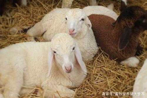 五个月的羊怎么不长膘（小羊5个月能长多少斤）