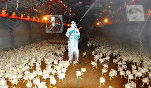 蛋鸡H7禽流感怎么治（蛋鸡的禽流感那几天最严重）