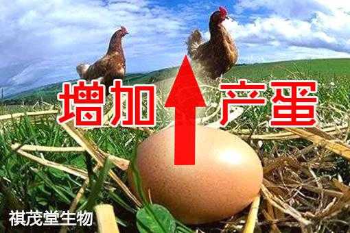 怎么提高鸡产蛋量（提高鸡产蛋量的方法）