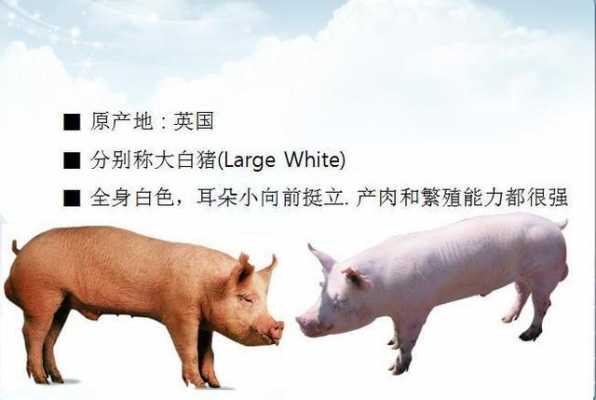 怎么把外国种猪引进（国外引进猪种与我国地方猪种的优缺点）