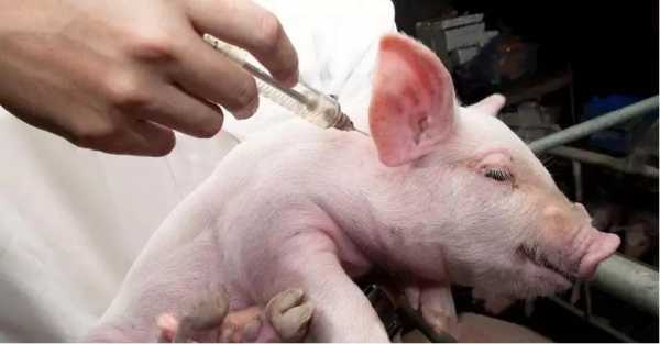 猪连续打了疫苗怎么办（猪打了疫苗多久可以打另一种）