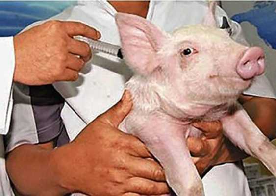 猪连续打了疫苗怎么办（猪打了疫苗多久可以打另一种）