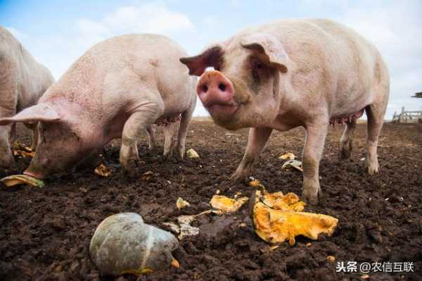 育肥猪采食量少怎么办（猪采食量低的原因有哪些?）