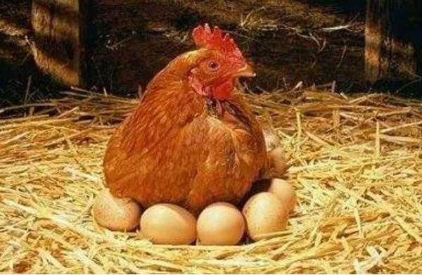 鸡怎么喂爱下蛋（怎么喂母鸡,爱下蛋）