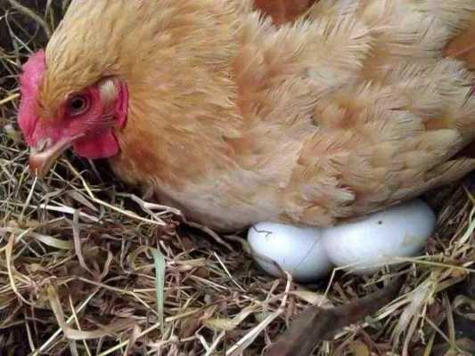 鸡产蛋率低什么原因怎么办（蛋鸡产蛋率上升慢的原因）