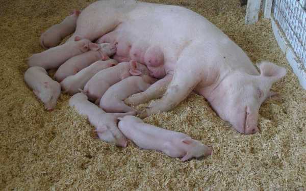 母猪产下小猪后怎么预防（如何防止母猪产前产后感染）