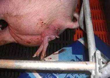 母猪产下小猪后怎么预防（如何防止母猪产前产后感染）
