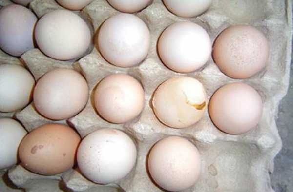 蛋鸡缺水减蛋怎么办（蛋鸡缺水减蛋怎样治疗）