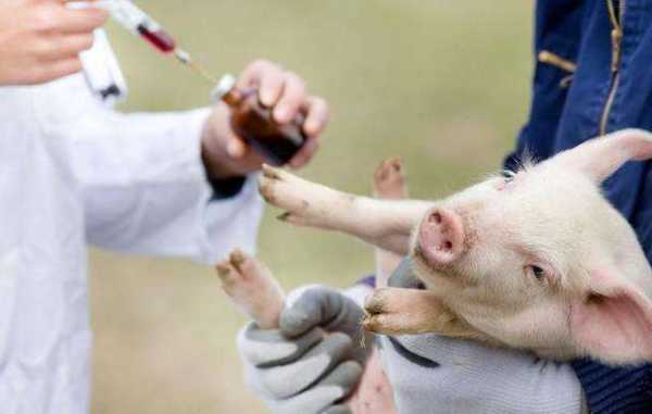 猪温疫苗打多了怎么办（猪疫苗剂量打多了有影响吗）
