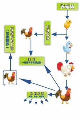 肉鸡怎么培育（肉鸡或蛋鸡的培育过程是怎样的?）