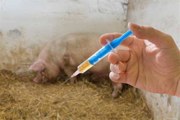 猪打过疫苗怎么会发烧（猪打完疫苗发烧几天能好）