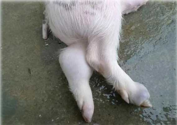 猪链球菌后腿瘫怎么治（猪链球菌腿肿图片）