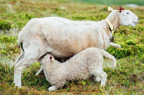 母羊瘫痪怎么办（母羊产后瘫痪的有效治疗）