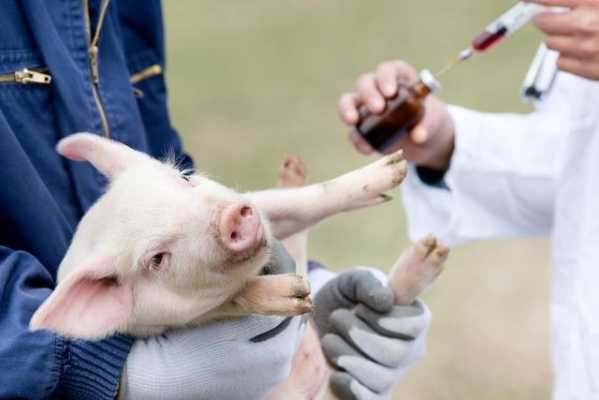 猪场怎么给猪打疫苗（如何给猪打疫苗最省力）