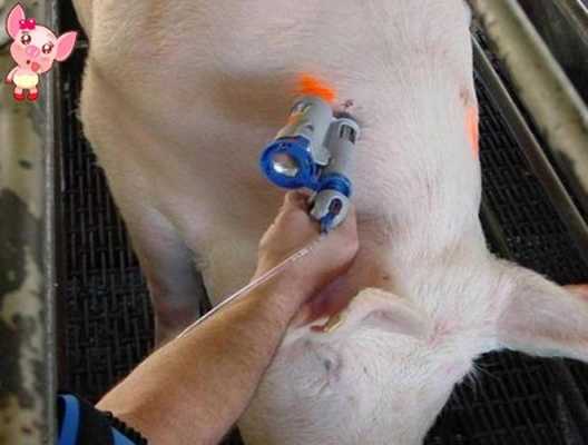 猪为狂疫苗怎么打（猪为狂疫苗怎么打视频）