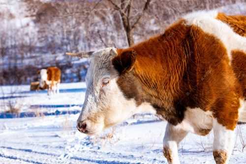 冬天牛很瘦怎么饲养（冬天牛会冷吗）