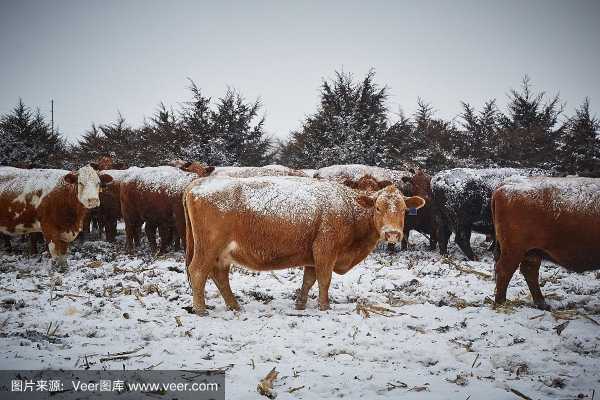 冬天牛很瘦怎么饲养（冬天牛会冷吗）