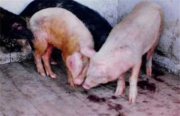 猪喂维生素过量中毒怎么办（猪喂维生素d过量中毒症状）